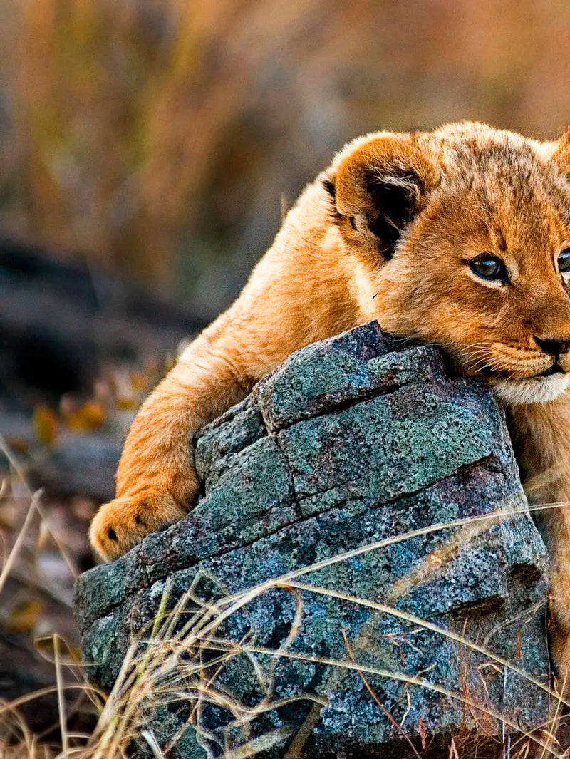 Safari Lion Cub Wall Art