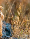 Safari Lion Cub Wall Art