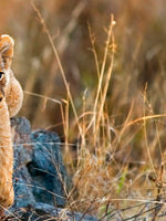 Safari Lion Cub Wall Art