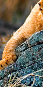Safari Lion Cub Wall Art
