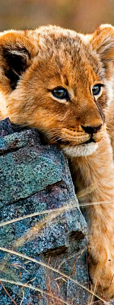 Safari Lion Cub Wall Art