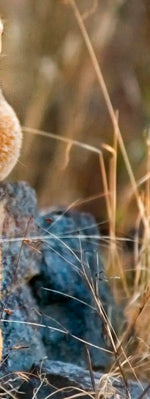 Safari Lion Cub Wall Art