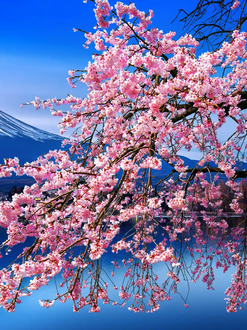 Sakura In Spring Wall Art