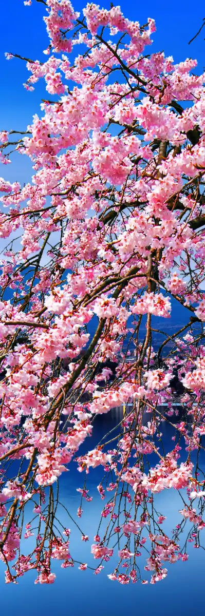 Sakura In Spring Wall Art