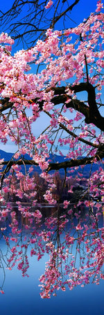 Sakura In Spring Wall Art