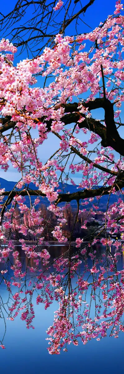 Sakura In Spring Wall Art