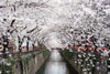 Sakura Passage Wall Art