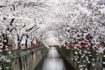 Sakura Passage Wall Art