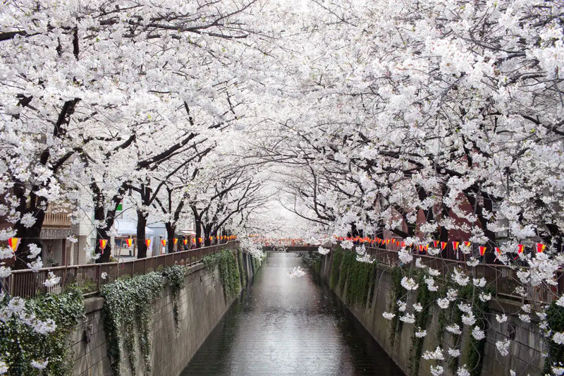 Sakura Passage Wall Art