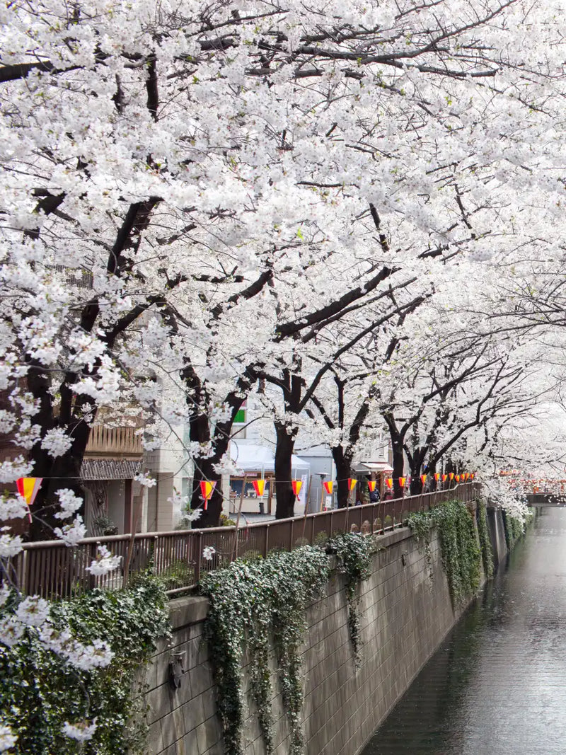 Sakura Passage Wall Art