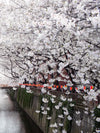 Sakura Passage Wall Art