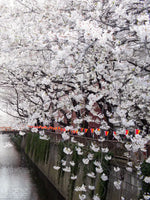 Sakura Passage Wall Art