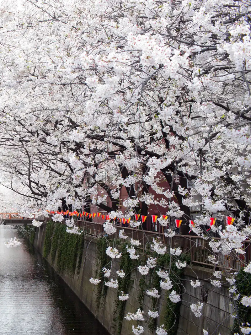 Sakura Passage Wall Art
