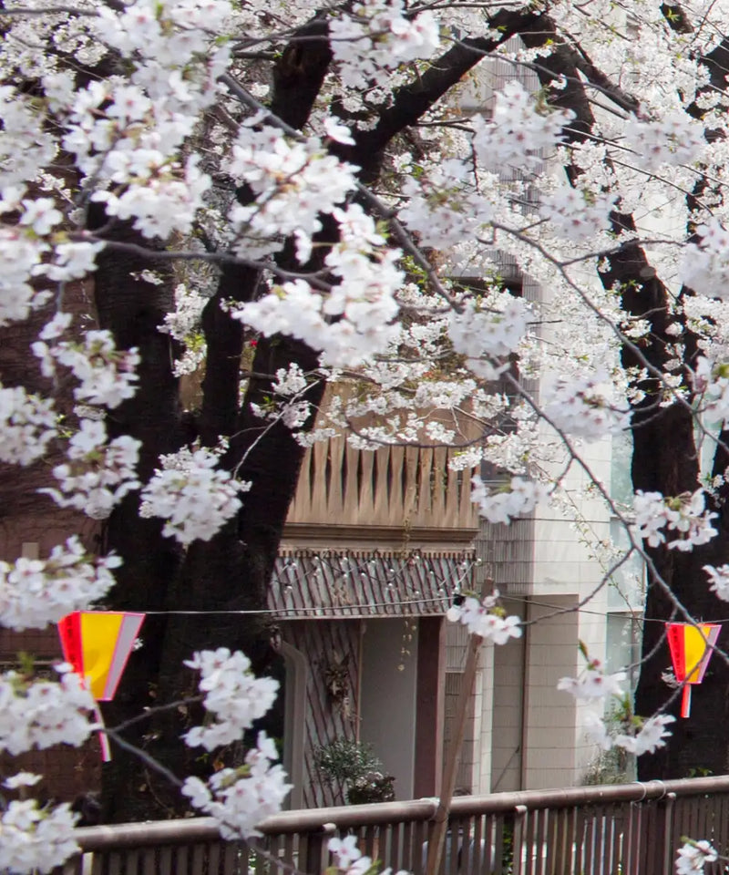 Sakura Passage Wall Art
