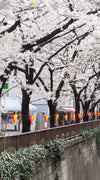 Sakura Passage Wall Art