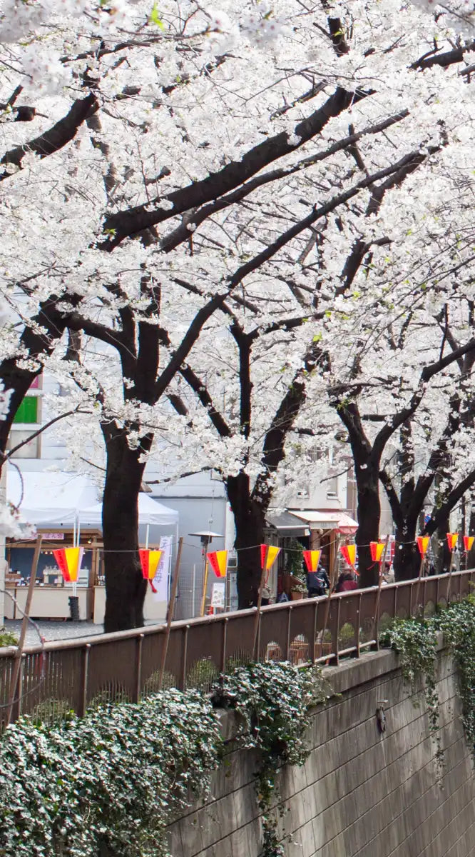 Sakura Passage Wall Art