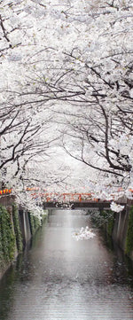 Sakura Passage Wall Art
