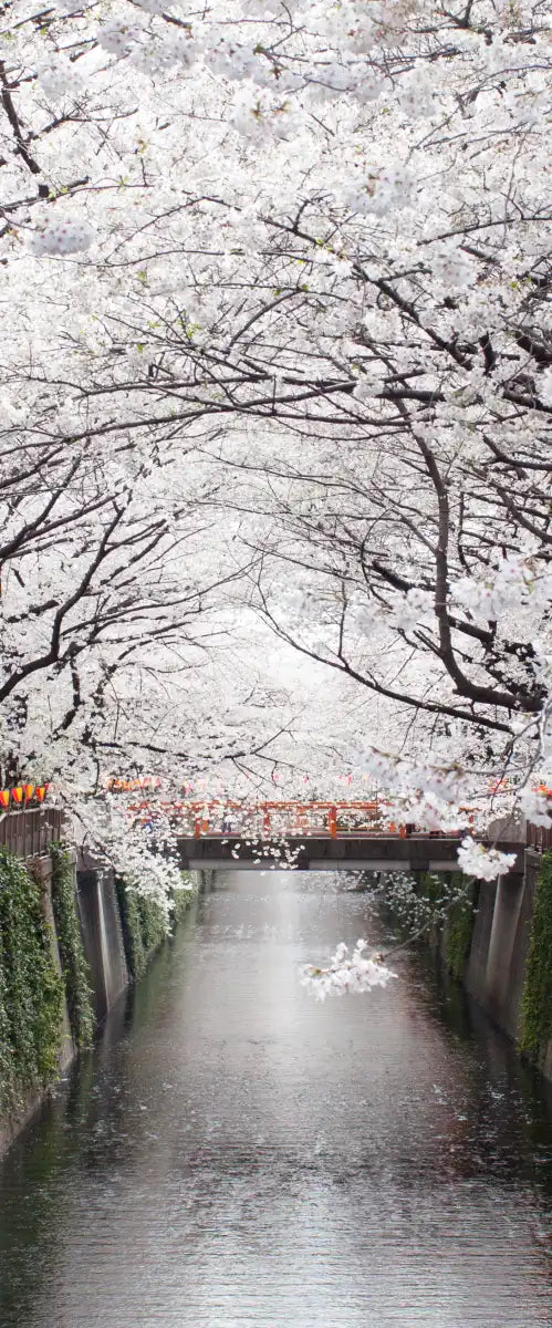 Sakura Passage Wall Art