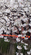Sakura Passage Wall Art