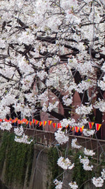 Sakura Passage Wall Art