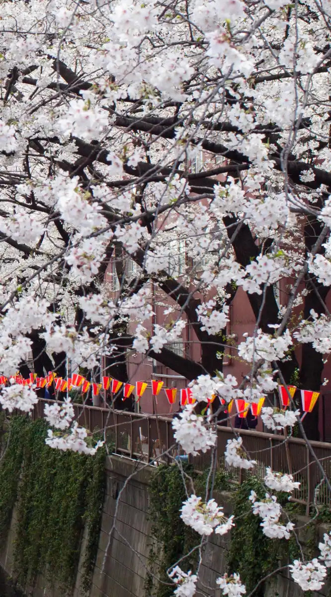 Sakura Passage Wall Art
