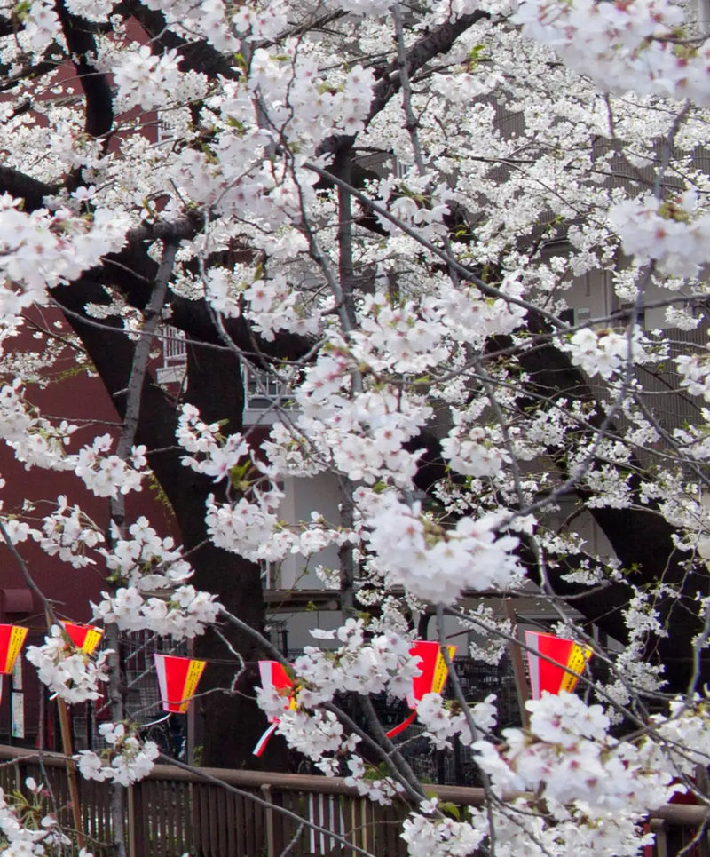 Sakura Passage Wall Art