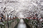 Sakura Passage Wall Art
