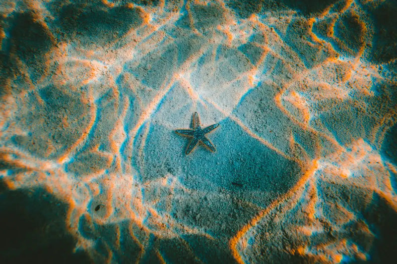 Sandy Underwater Starfish Wall Art
