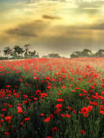 Scandinavian Poppy Field Wall Art
