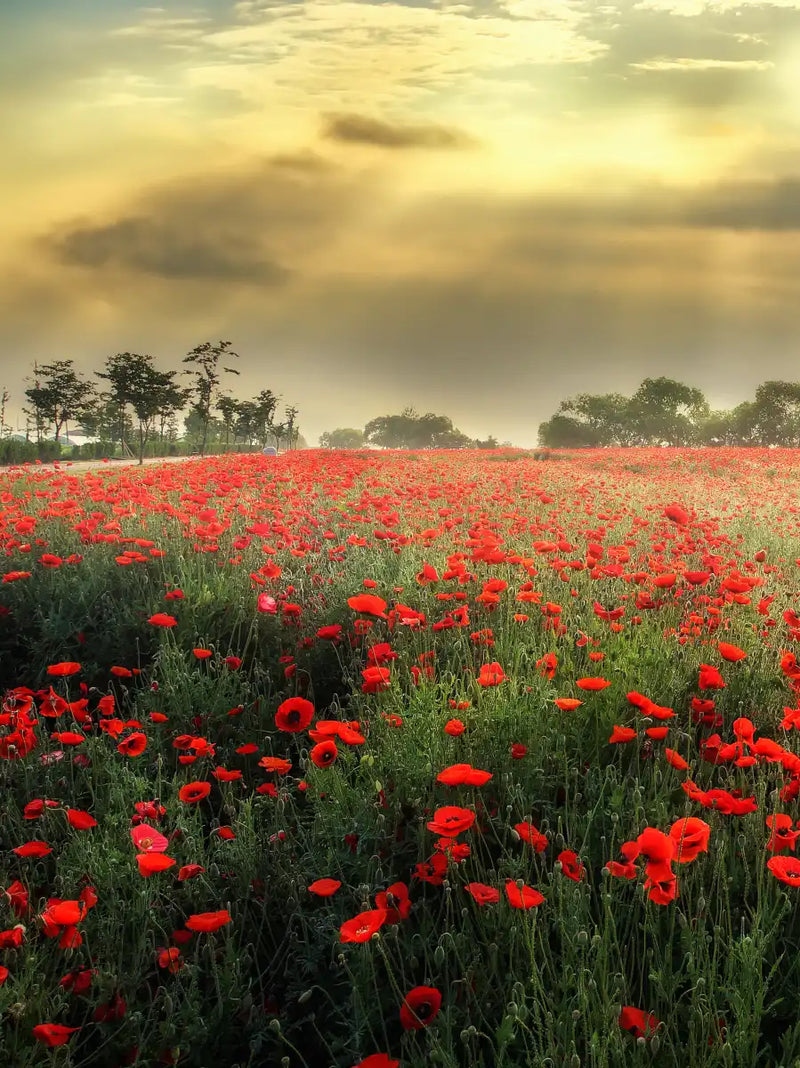 Scandinavian Poppy Field Wall Art