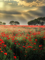 Scandinavian Poppy Field Wall Art