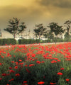 Scandinavian Poppy Field Wall Art