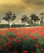 Scandinavian Poppy Field Wall Art