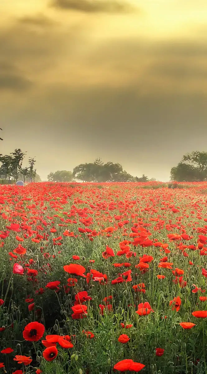 Scandinavian Poppy Field Wall Art