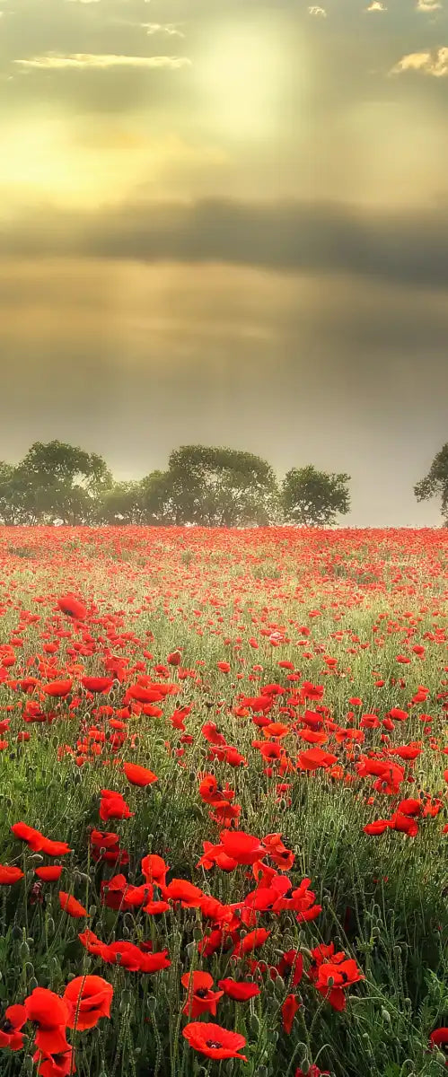 Scandinavian Poppy Field Wall Art
