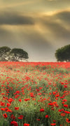 Scandinavian Poppy Field Wall Art