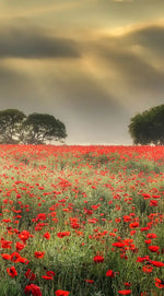 Scandinavian Poppy Field Wall Art