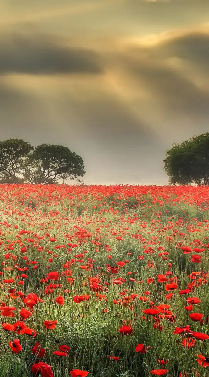 Scandinavian Poppy Field Wall Art