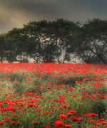 Scandinavian Poppy Field Wall Art
