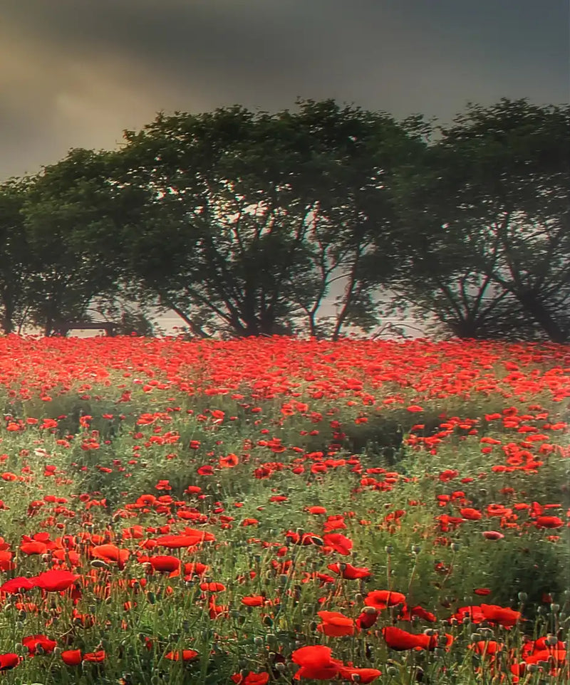 Scandinavian Poppy Field Wall Art