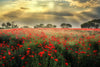 Scandinavian Poppy Field Wall Art