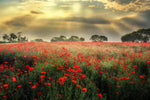 Scandinavian Poppy Field Wall Art