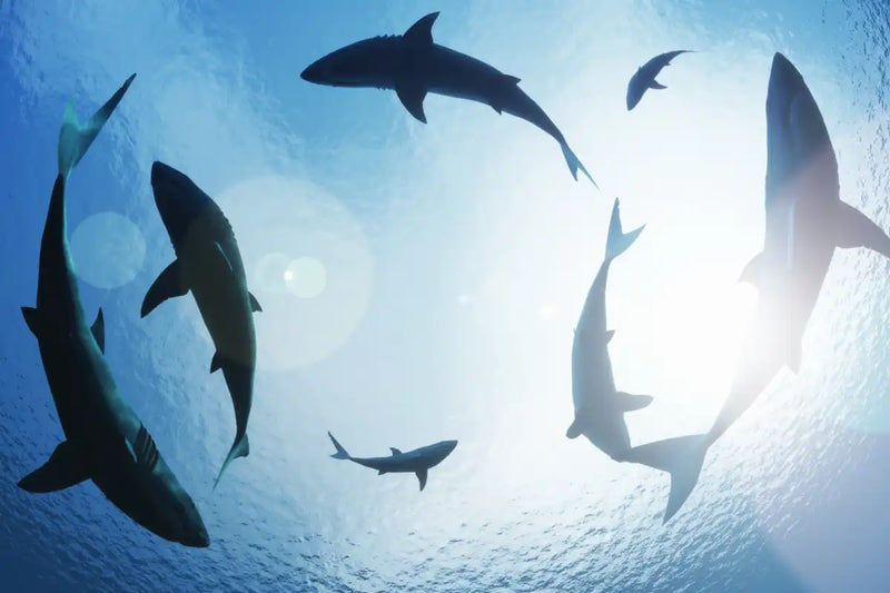 School Of Sharks Wall Art