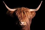 Scottish Highland Cow Wall Art