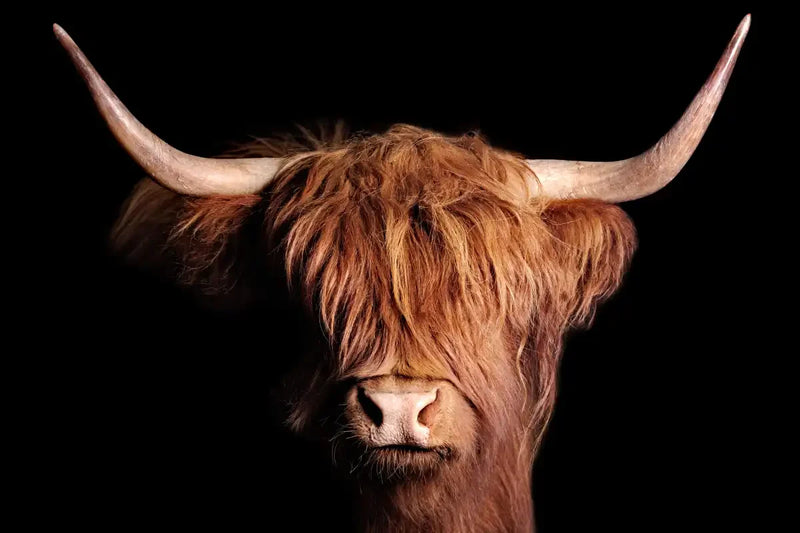 Scottish Highland Cow Wall Art