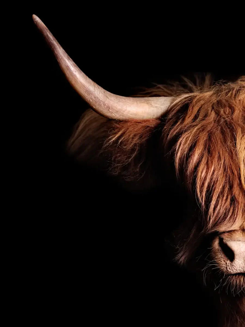 Scottish Highland Cow Wall Art