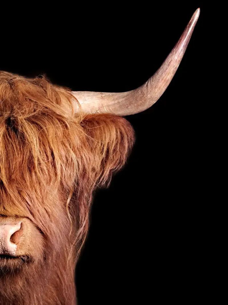 Scottish Highland Cow Wall Art