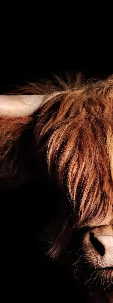 Scottish Highland Cow Wall Art