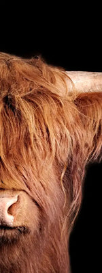 Scottish Highland Cow Wall Art