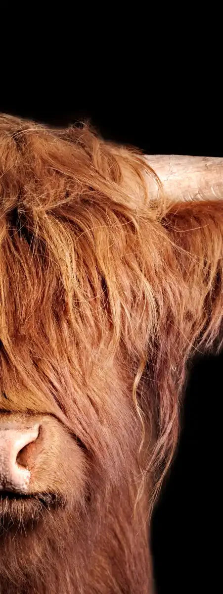 Scottish Highland Cow Wall Art